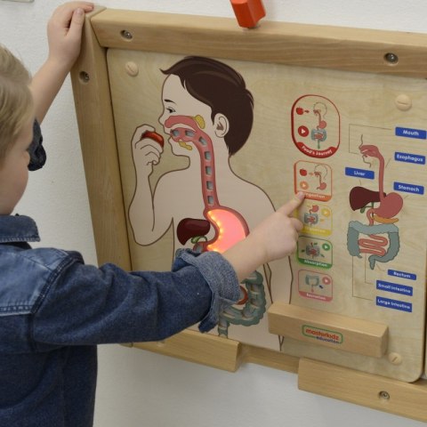 MASTERKIDZ Tablica Edukacyjna Układ Trawienny Masterkidz MASTERKIDZ Tablica Edukacyjna Układ Trawienny Masterkidz