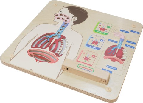 MASTERKIDZ Tablica Edukacyjna Układ Oddechowy Masterkidz